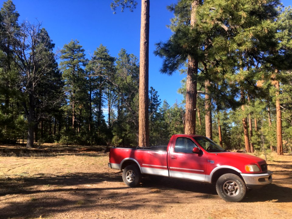 Red Dog Out in the Forest