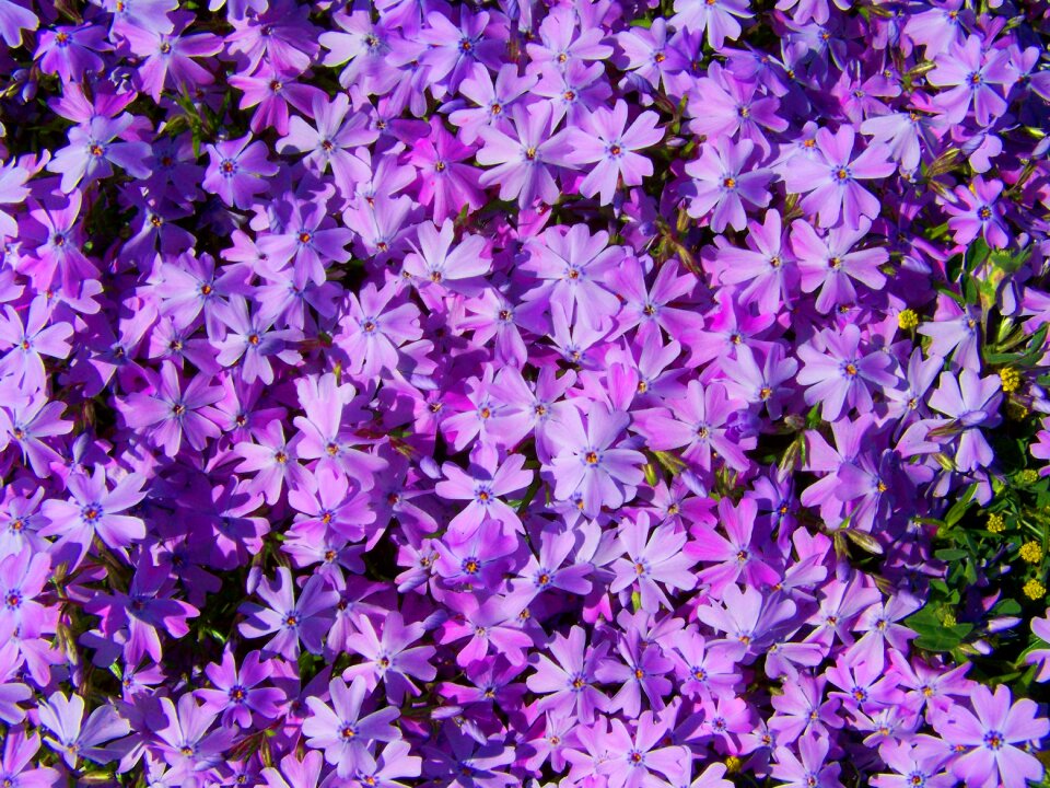 Lilac flowers spring flower garden