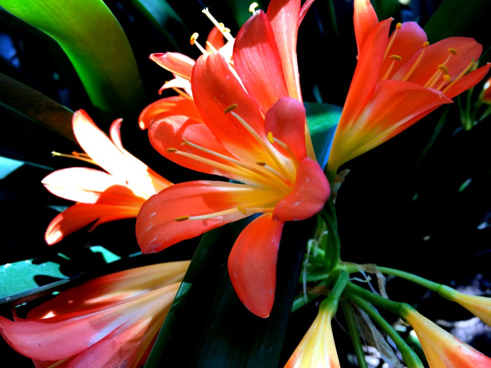Flowering in Guadalajara