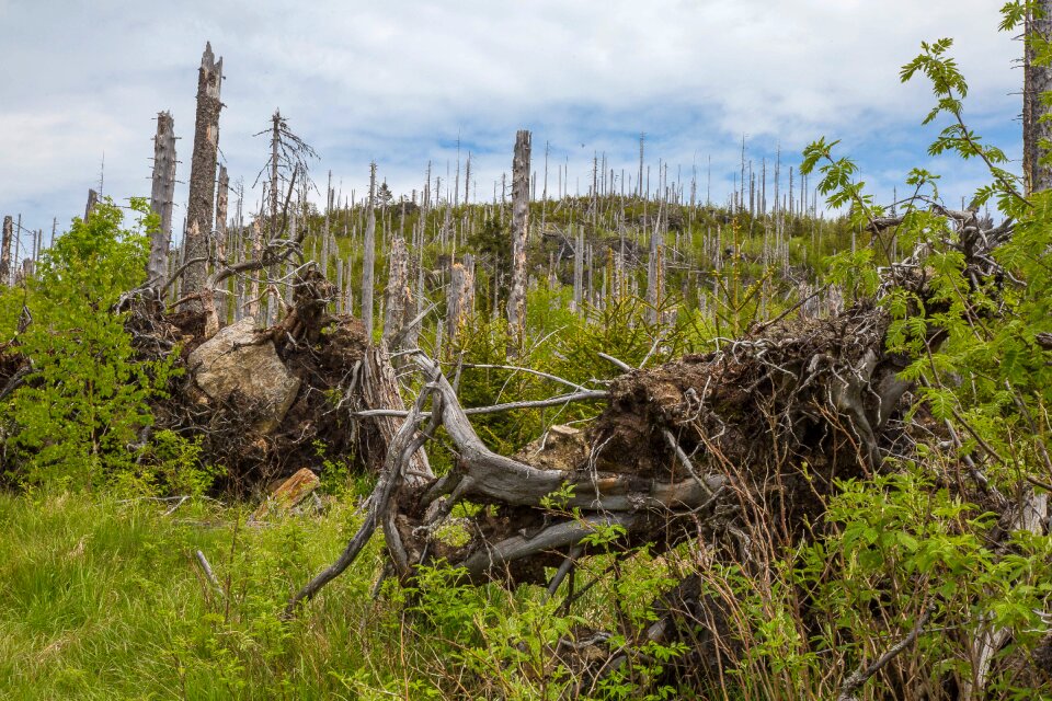 Forest waldsterben bark beetles