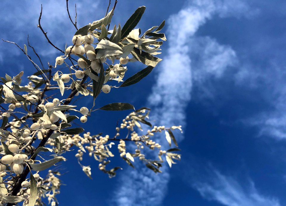 To Imitate the Sky