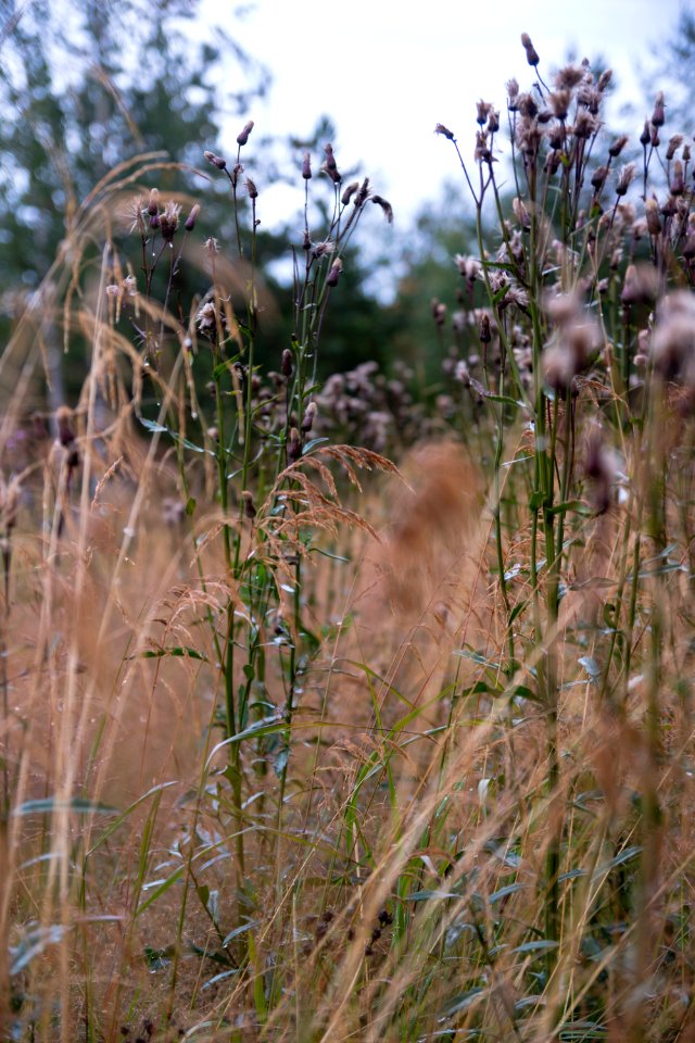 Wild hay after rain photo