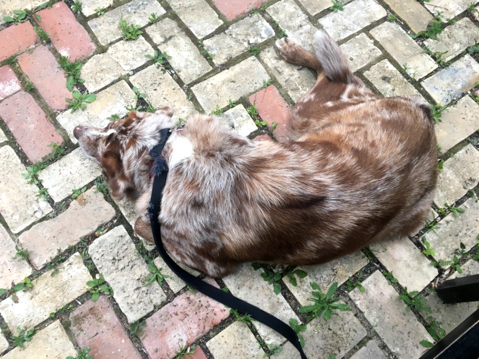 Felix on the floor