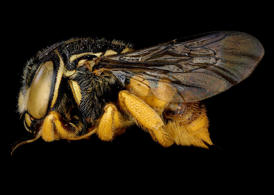 Pachyanthidium katangense