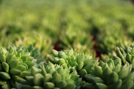 Photography properties green