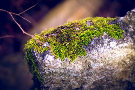 Mossy rock photo