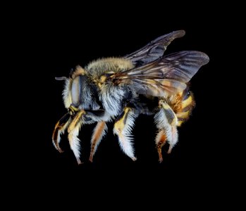 Anthidium manicatum male