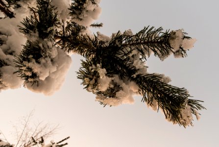 Ice and snow on spruce tree. photo