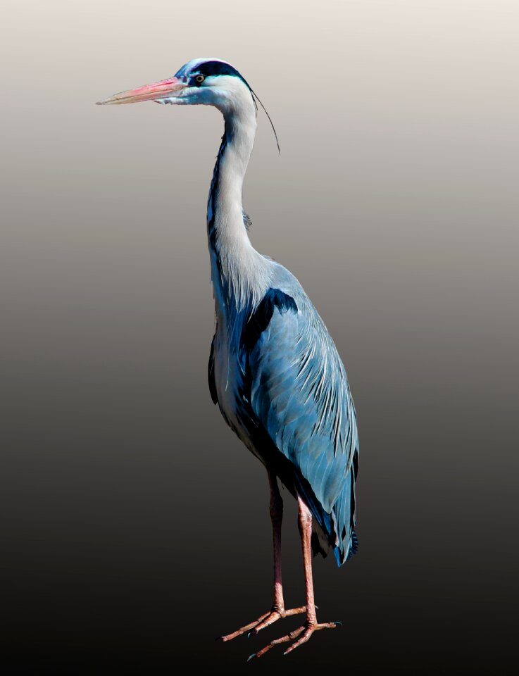 Bird tiergarten plumage