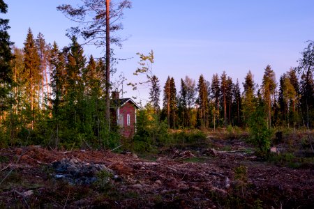 Lone red cabin in the woods photo