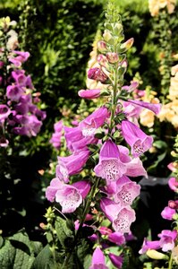 Summer plant nature