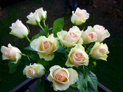 Rose bouquet white-pink cut flower photo