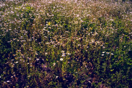 Field of daisies photo