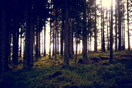 Backlit forest photo