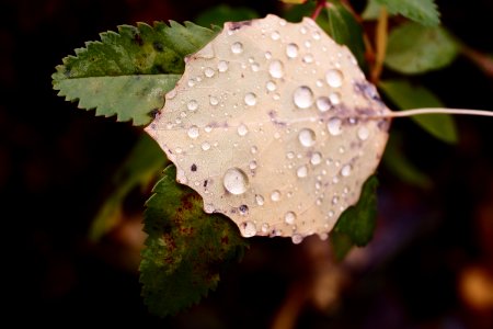 Leaf in the rain photo