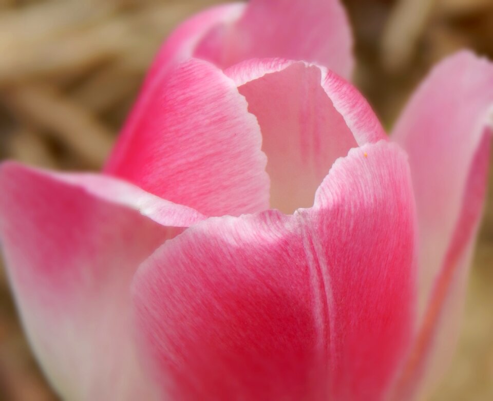 Spring floral bloom