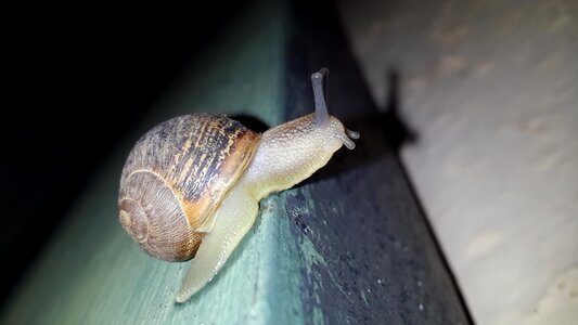 Animal snail natural