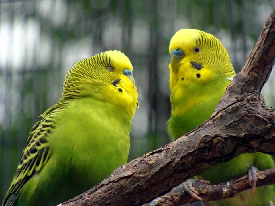 Nature animal feather
