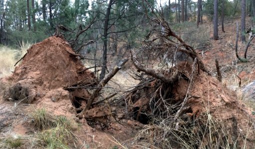 When Two Fallen Roots Meet