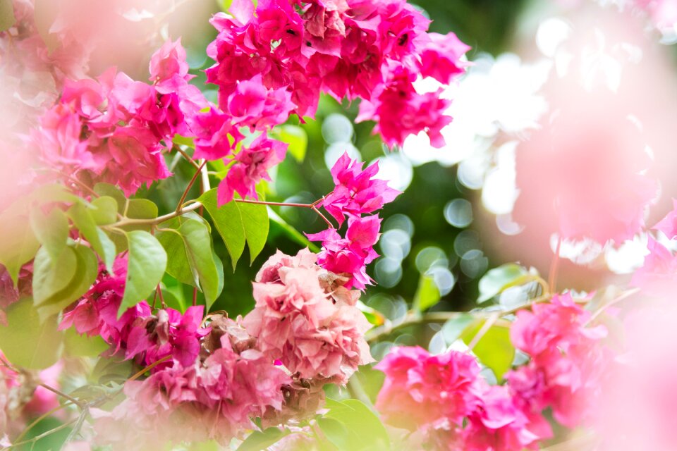 Floral spring blossom