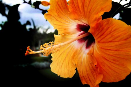 Garden plant tropical