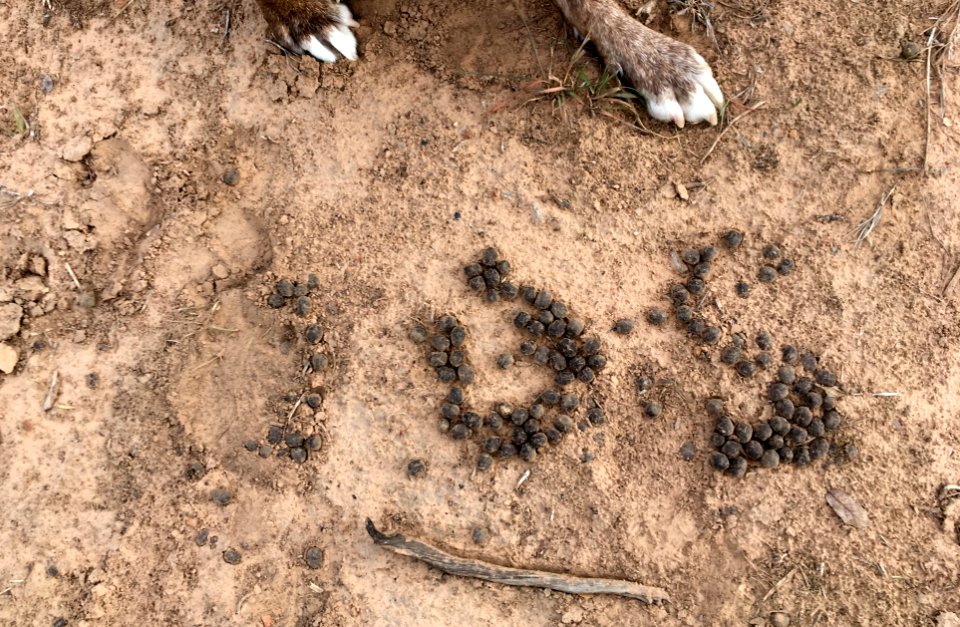Can Still Make Out Elk Poop 106