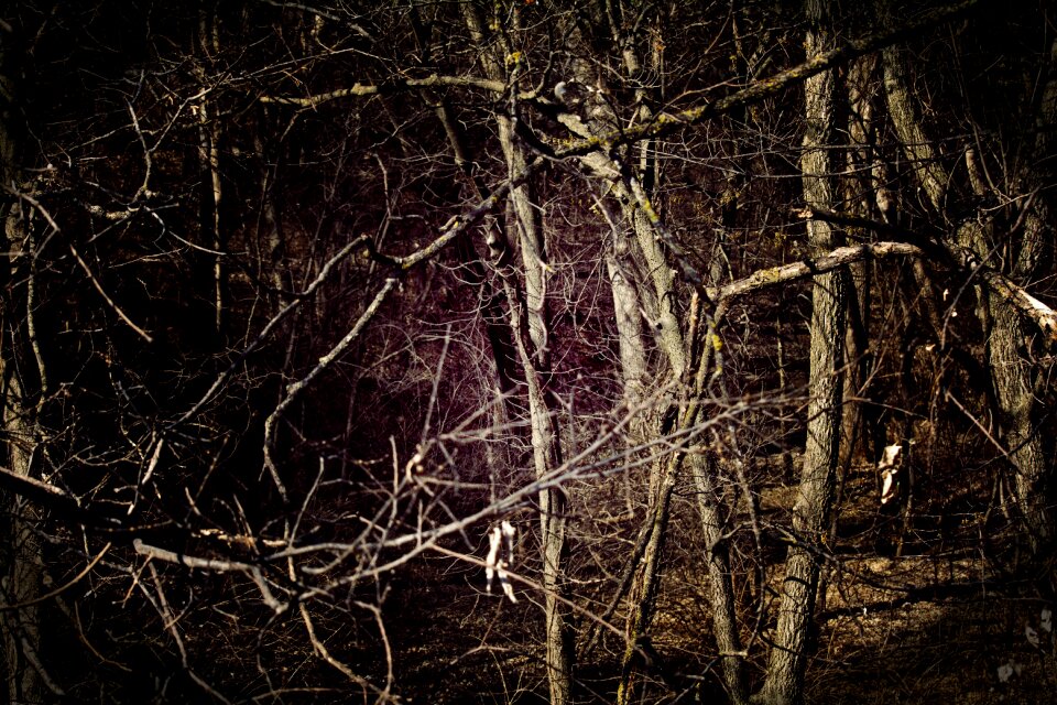 Forest artistic landscape