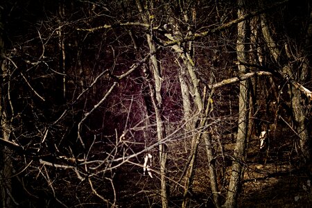 Forest artistic landscape
