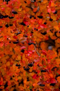 Chokeberry in fall colors photo