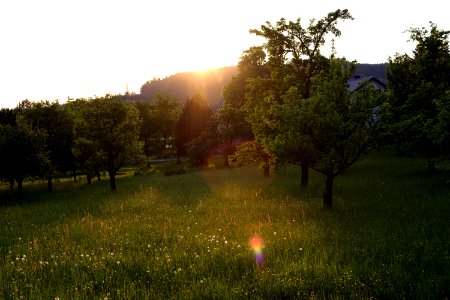 orchard photo