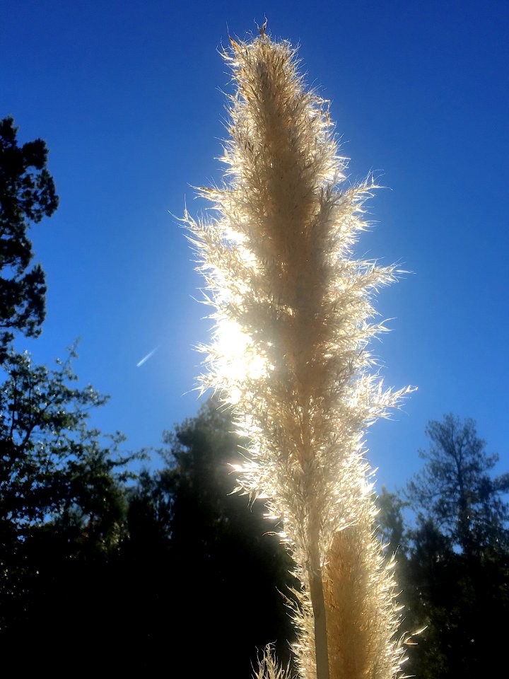 Sky Duster