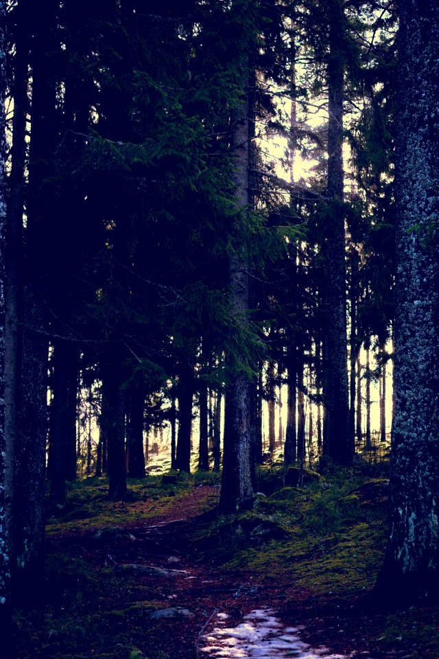 Backlit forest