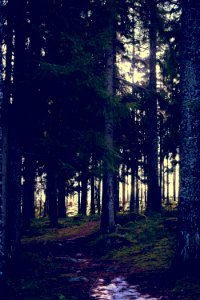 Backlit forest photo