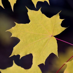 Maple fall colors