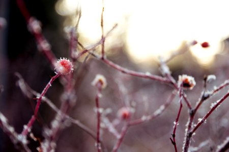 Frozen berries photo