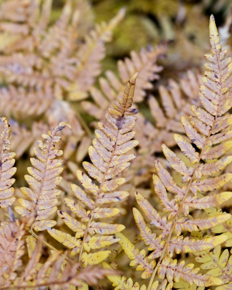 Dried fern in fall colors
