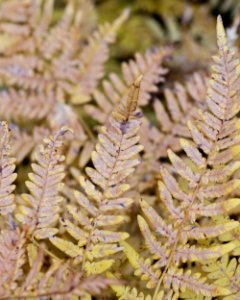 Dried fern in fall colors photo