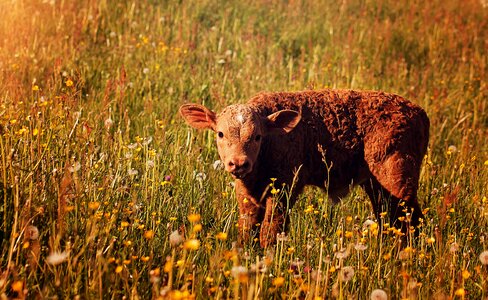 Livestock cattle meadow