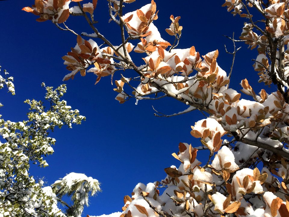 Oak Leaves in Snow
