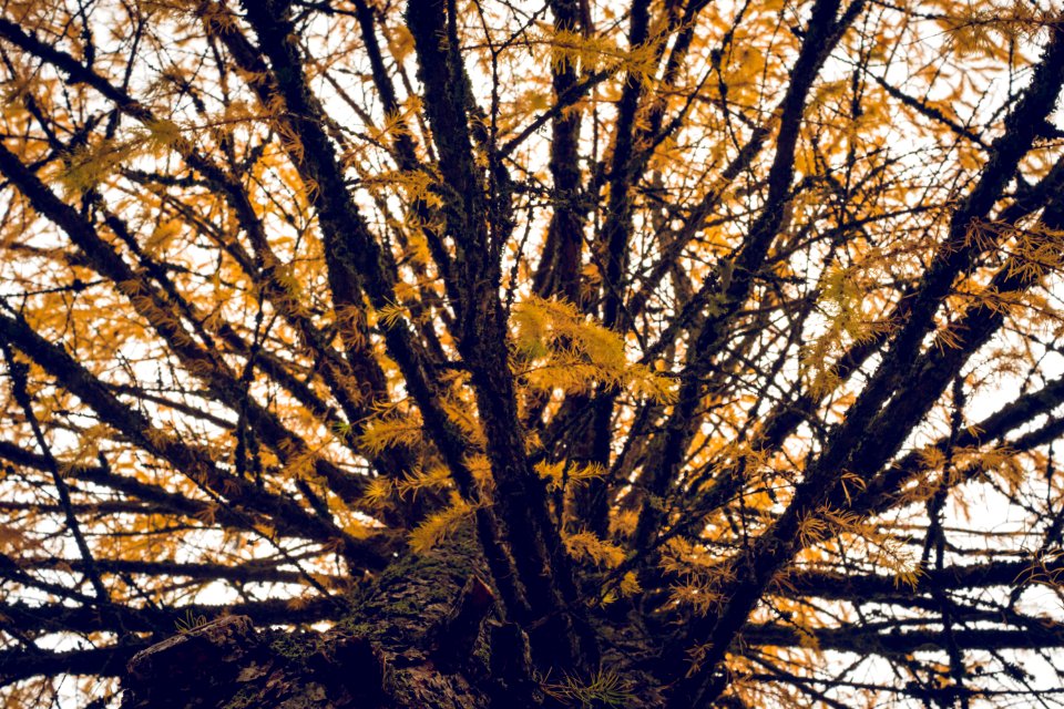 Yellowed evergreen