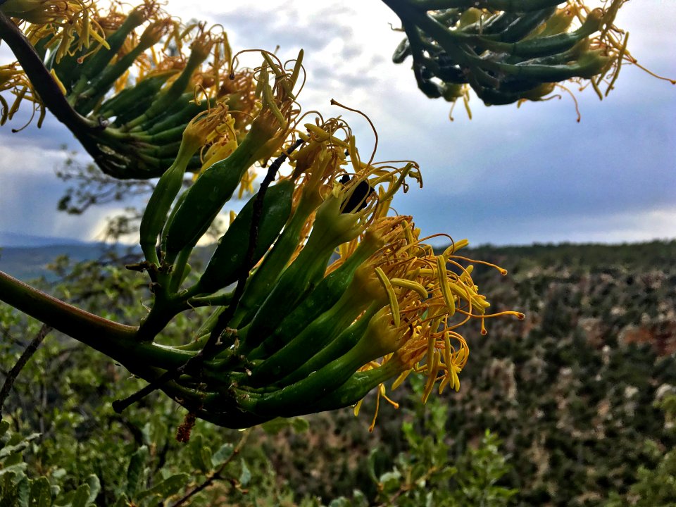Century Plant Flowers