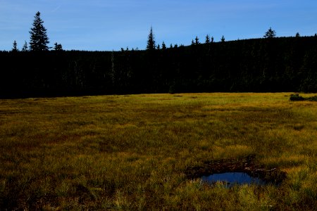 peat bog photo