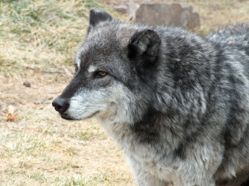 Animal wildlife gray wolf
