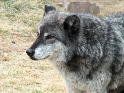 Animal wildlife gray wolf