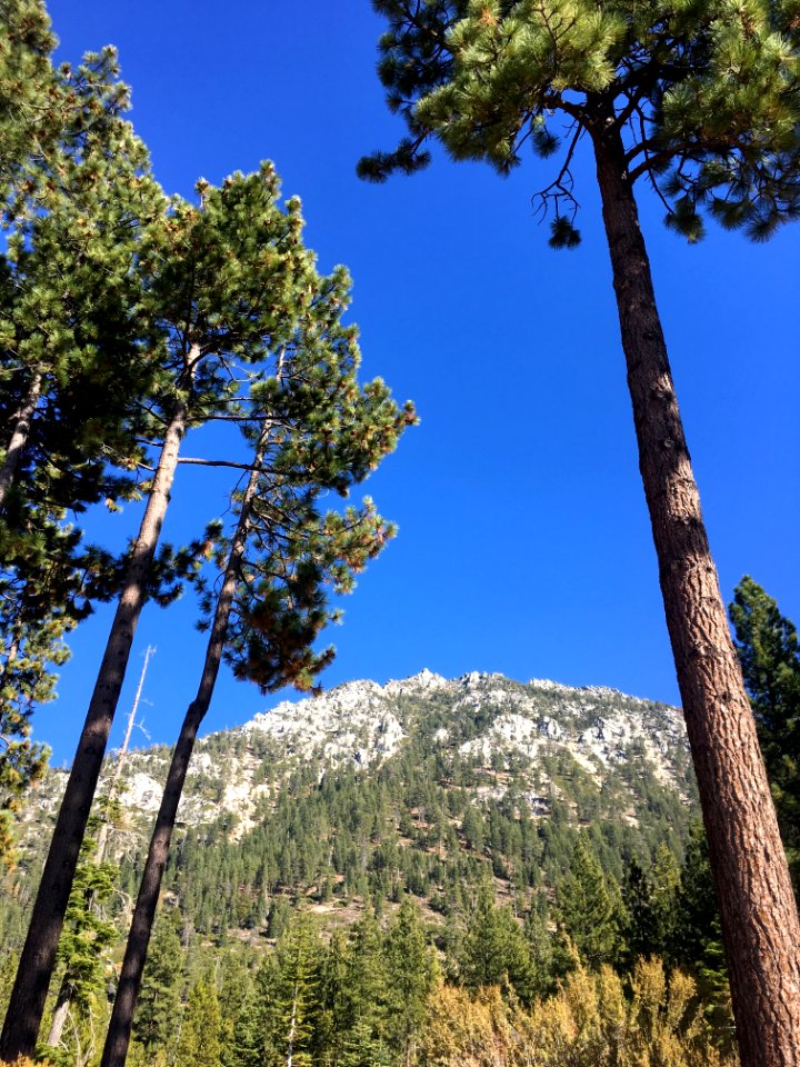 Mountain High Pines
