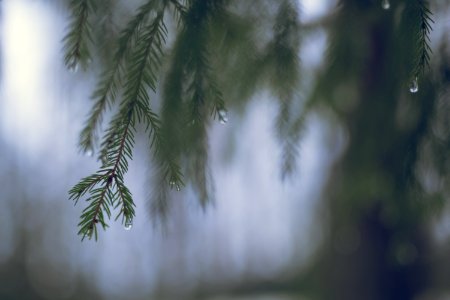 Pine needles photo