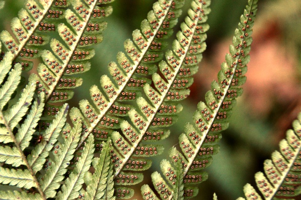Dryopteris cambrensis (Narrow scaly male fern)