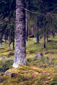 Forest scenery photo