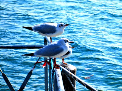 vevey-switzerland...,