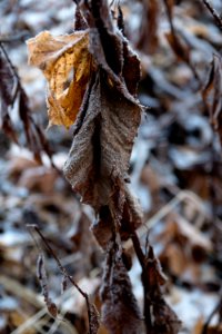 Dead and frozen leaves photo